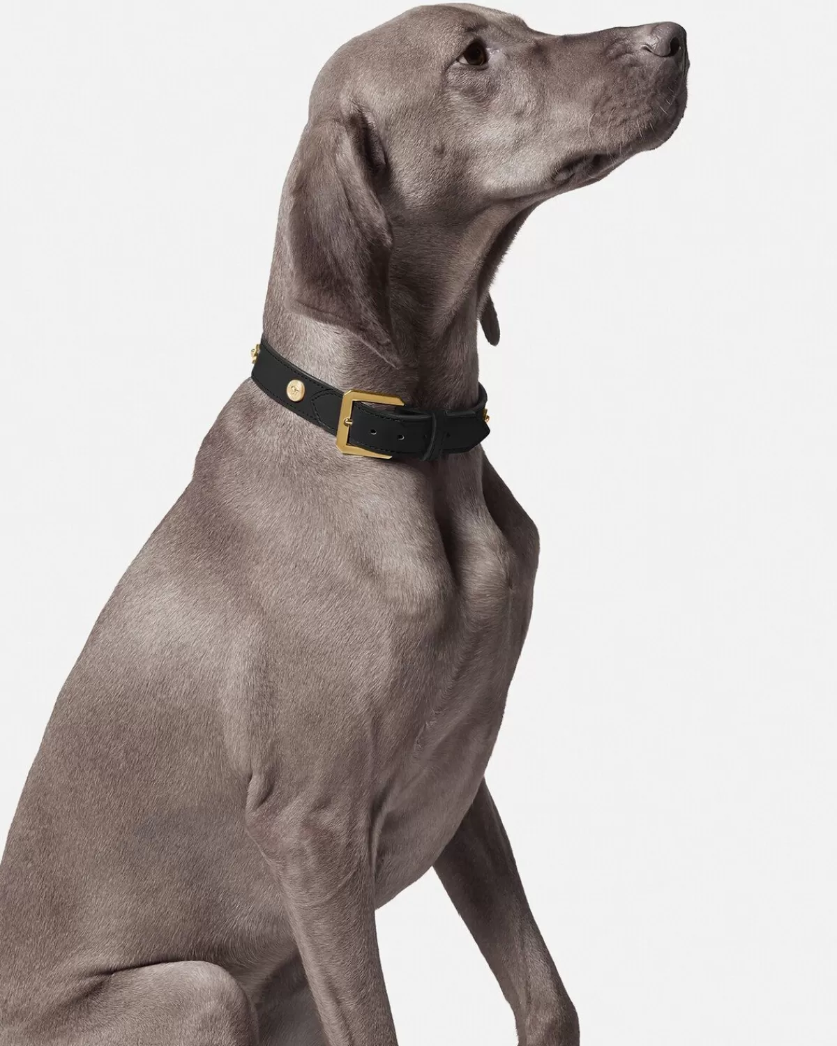 Versace Grand Collier Pour Animal Icon