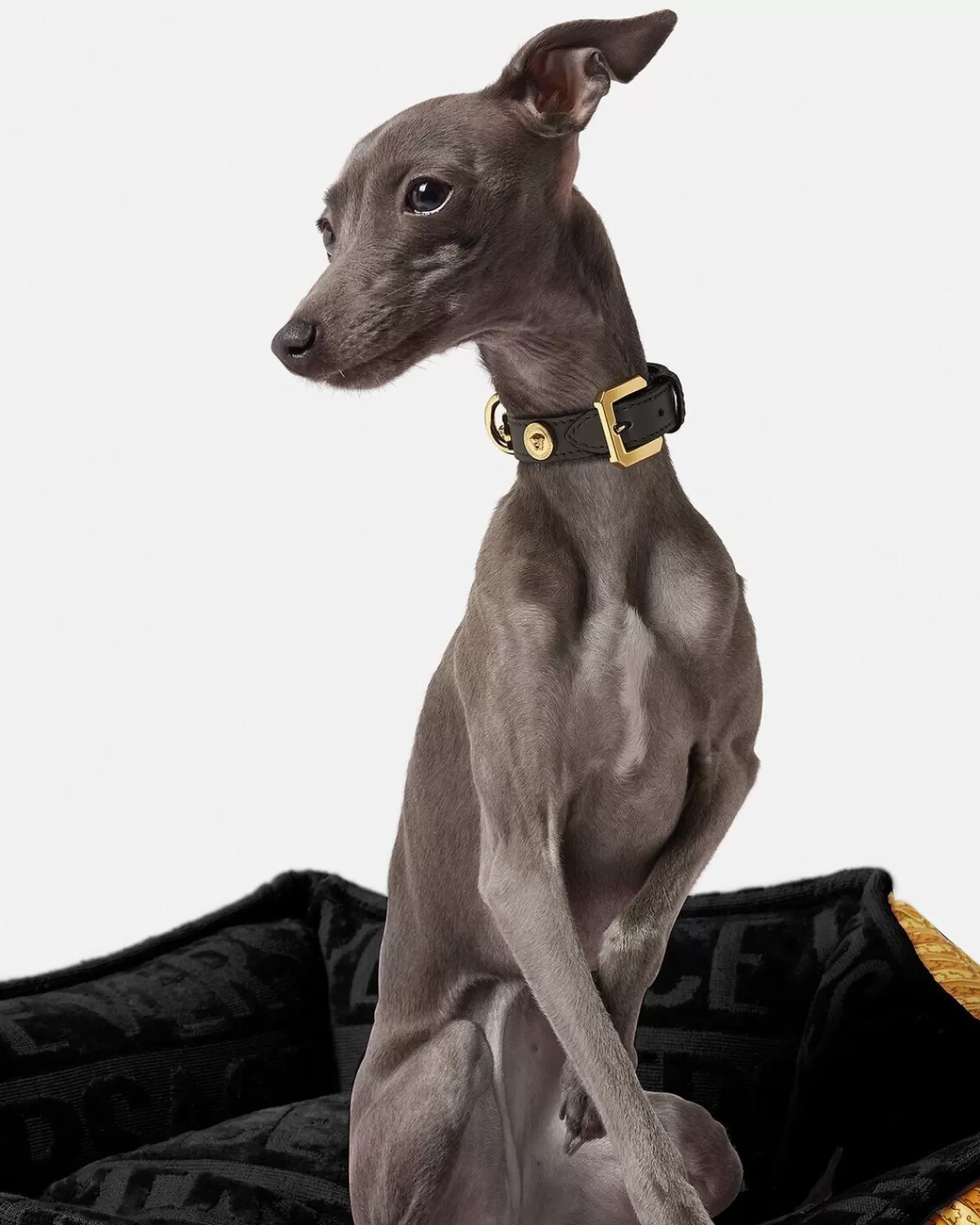 Versace Petit Collier Pour Animal Icon