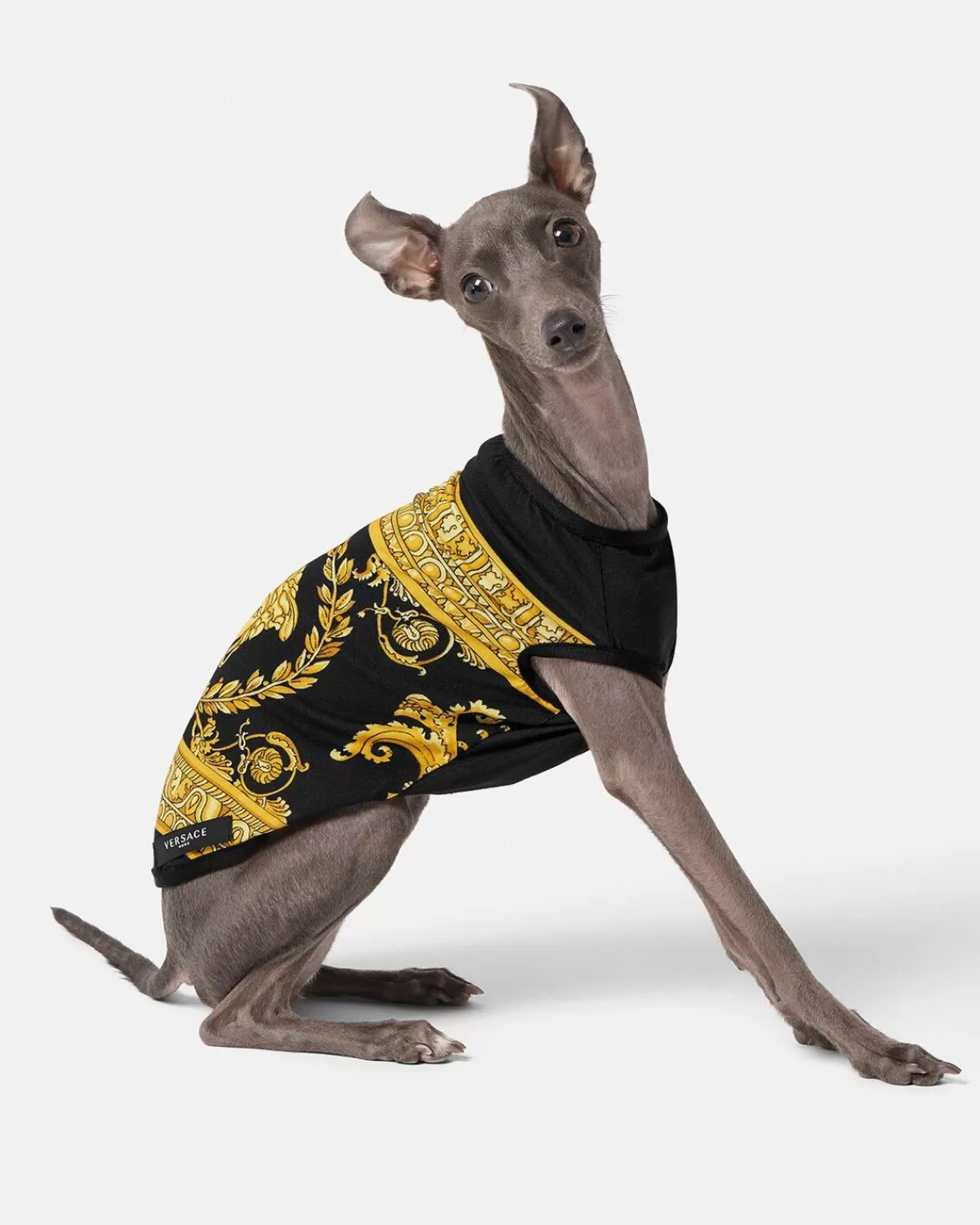 Versace Petit T-Shirt Pour Animal I Baroque